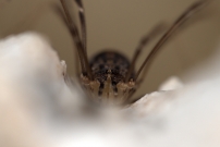 Une femelle (Opiliones - Sclerosomatidae - Nelima sp.)